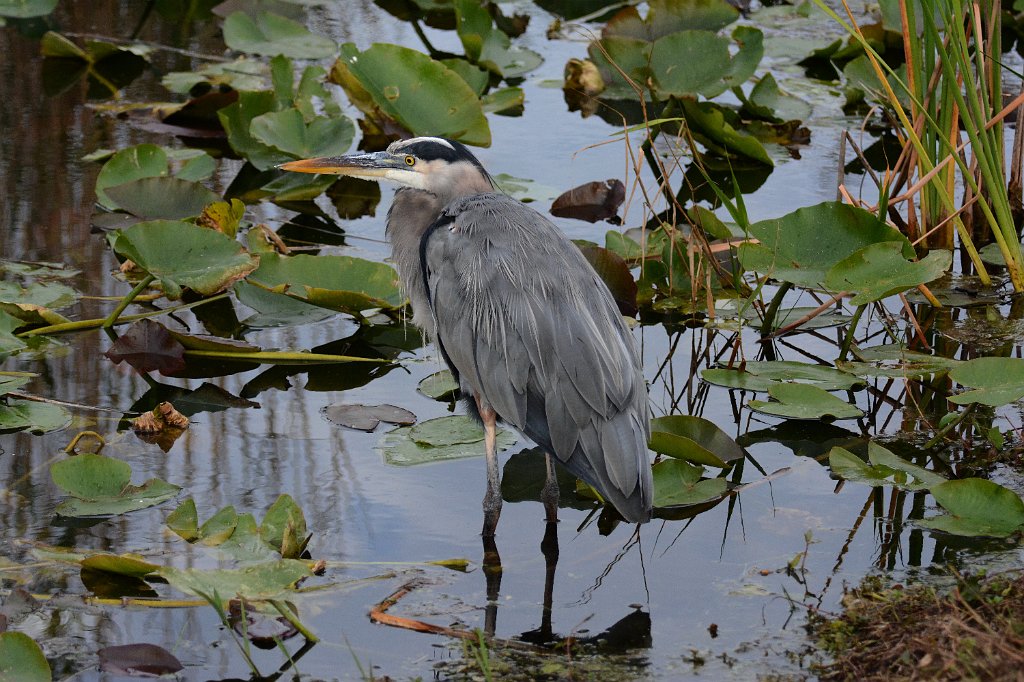 Heron, Great Blue, 2015-01119920 Everglades NP, FL.JPG - Great Blue Heron. Everglades National Park, FL, 1-11-2015.